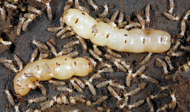 termites queen